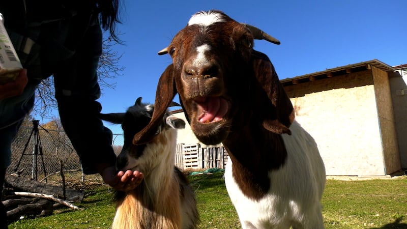 Manitoba town says woman’s emotional support goats have to go