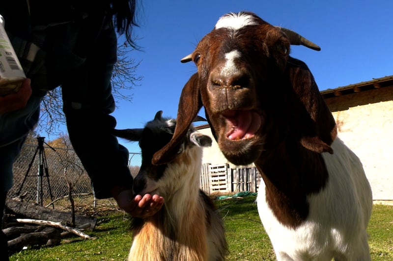 Manitoba town says woman’s emotional support goats have to go