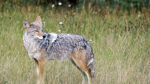 Nova Scotia issues advisory about increased coyote activity