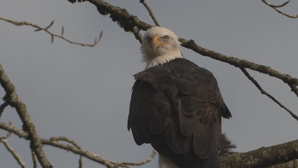 Eagles descend en masse in Fraser Valley