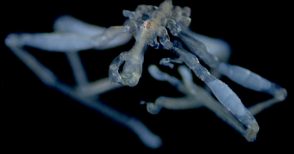Photo: ctvnews.ca Anew species of sea spider Callipallene pilosuspedes (Credit: Cormac Toler-Scott)