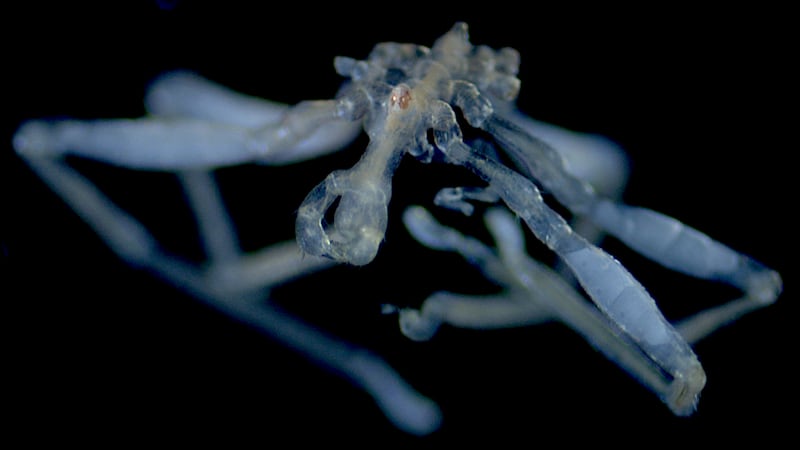 ‘Nightmare fuel’: 2 sea spider species discovered off B.C. coast