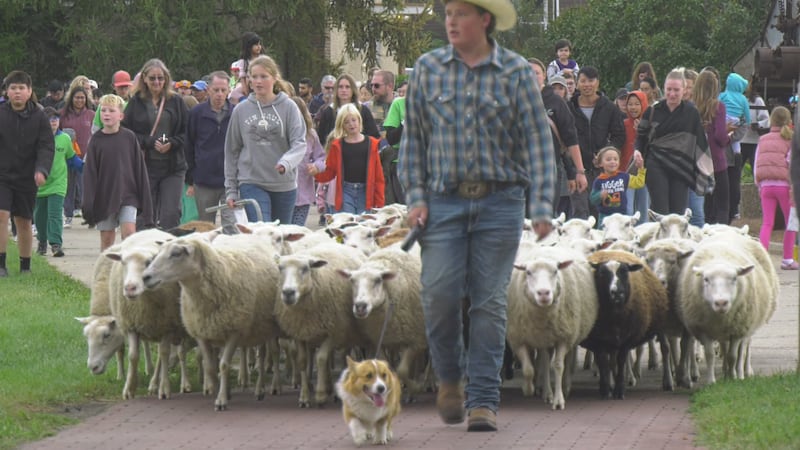 ‘They love the attention’: Annual sheep parade a Fort Saskatchewan Labour Day tradition
