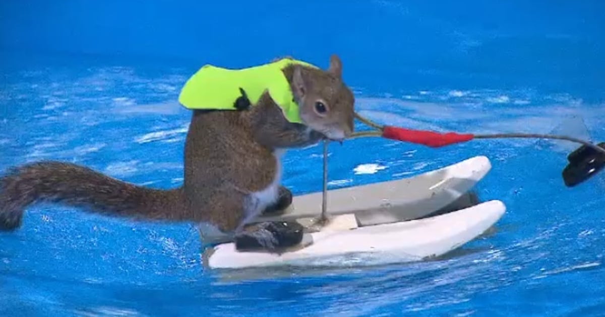 Squirrel Riding A Fish Waterskiing squirrel teaching safety at boat show