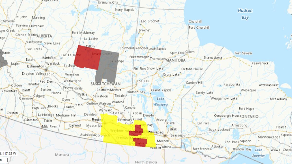 What to know about maple bugs