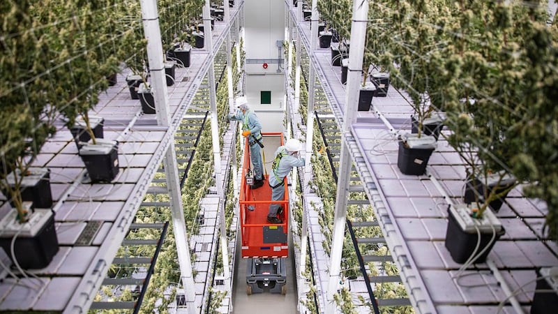 European acquisition powers cannabis company Organigram to record revenues