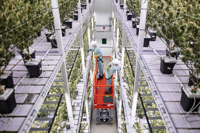 European acquisition powers cannabis company Organigram to record revenues