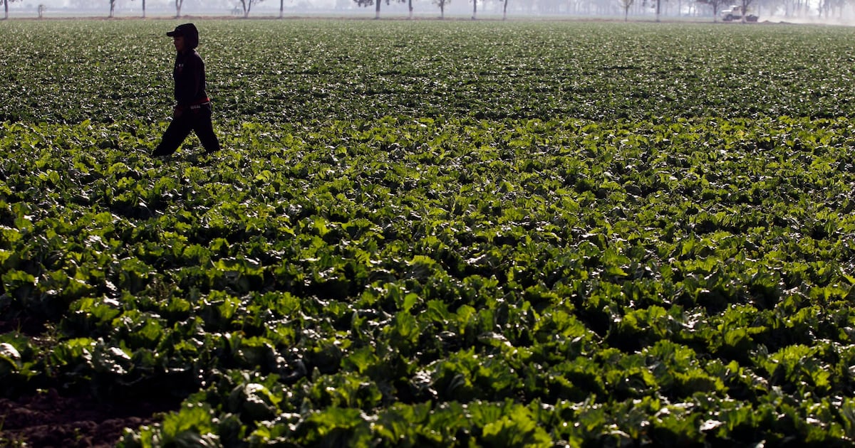 A farm worker walks at a Taylor Farms plantation in the town of Doctor Mora, on the central state of Guanajuato, Mexico, on March 26, 2008. (Guillermo Arias / AP Photo)