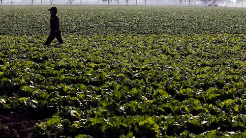 U.S. food safety regulator closes lettuce parasite probe, links outbreak to Mexico facility