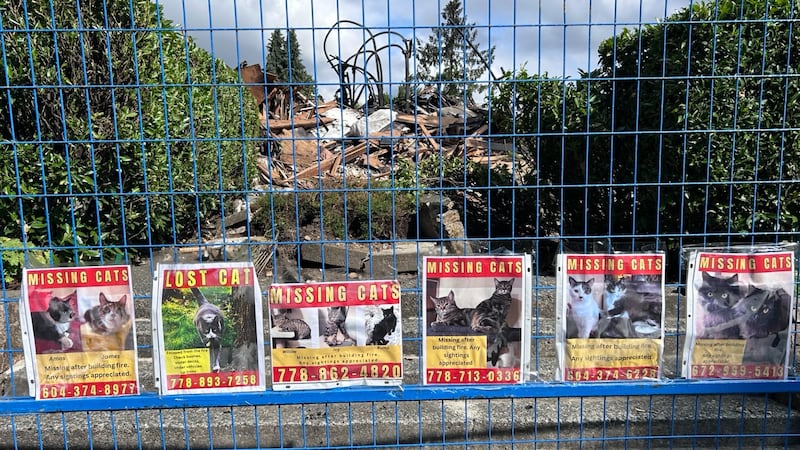 2 cats reunited with owners, others still missing after apartment building fire