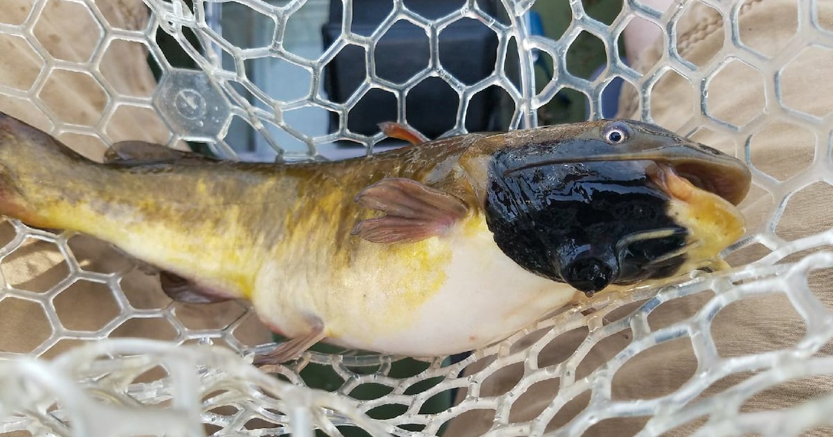 Transmissible skin cancer discovered in freshwater fish in Canada and U.S.