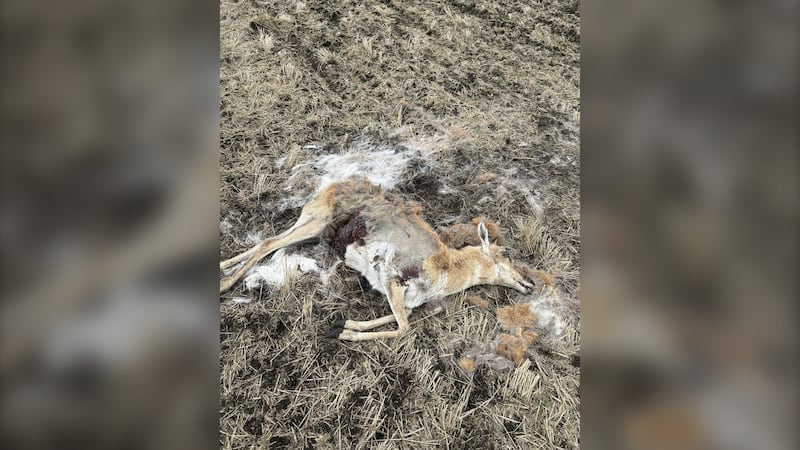 Two deer shot, left to waste near Wilkie, Sask.
