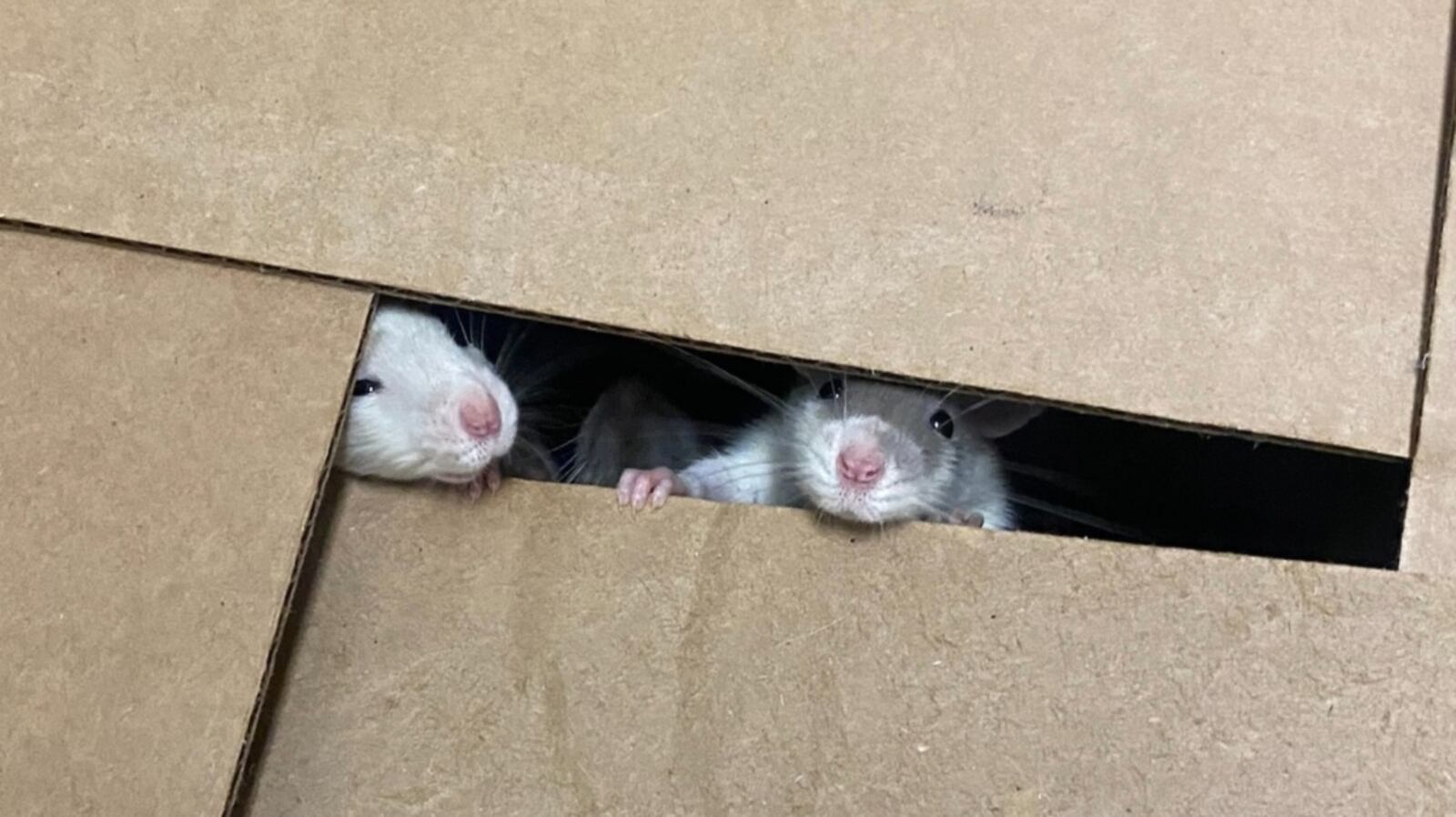 Rat In Box More than 20 rats left outside Winnipeg Humane Society