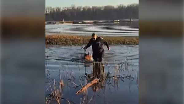 Dog rescue along Fraser River puts spotlight on Port Coquitlam city staff