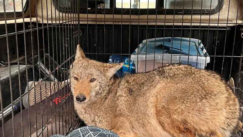 Pregnant coyote found stuck in fence, recovering at wildlife sanctuary