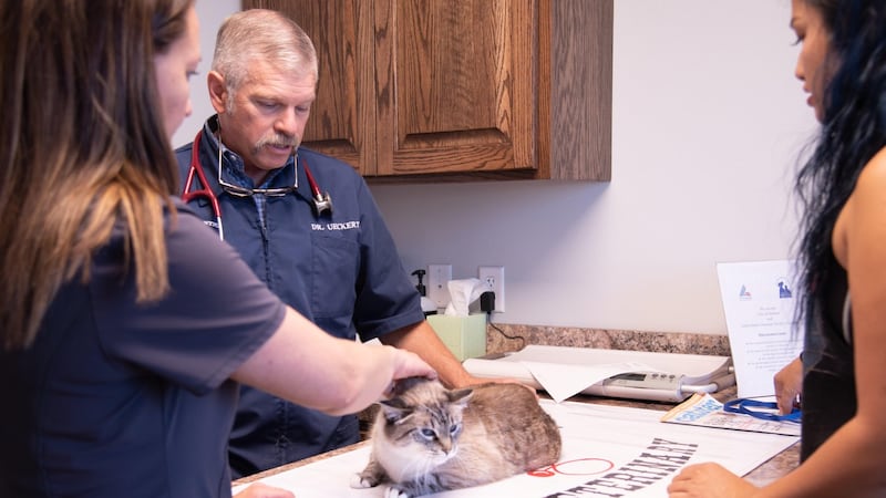 What to know about protecting pets from the New World screwworm fly