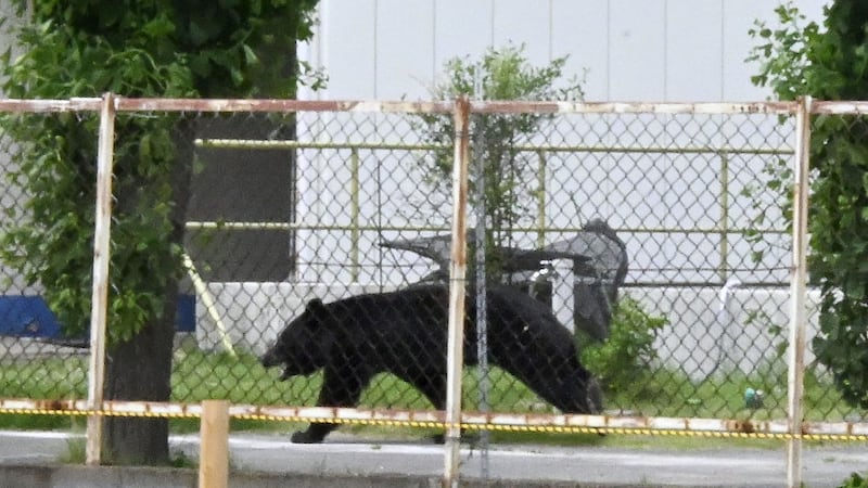 Mass school closures in Japan city as bear roams streets