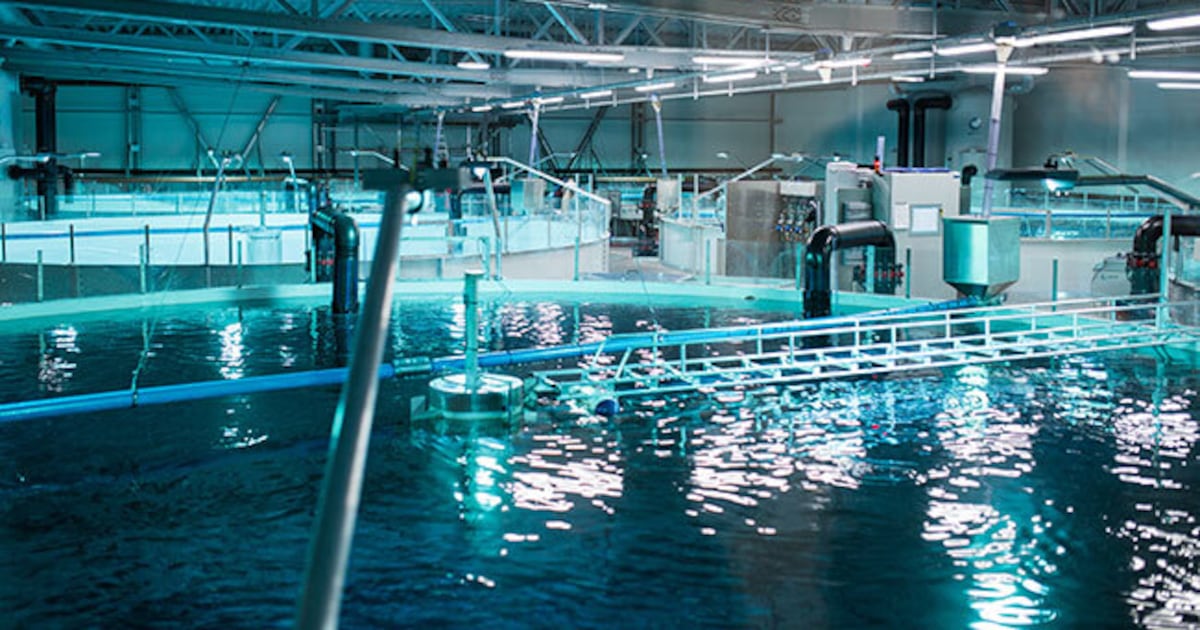 Proposed salmon farm in the Outaouais set for public consultations