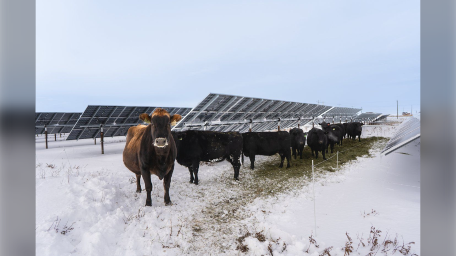 Solar burgers: How agrivoltaics is marrying food production with green ...