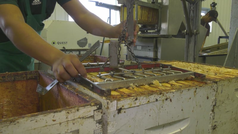 Alberta honey hit hard by U.S. tariffs but province getting off lightly overall: economist
