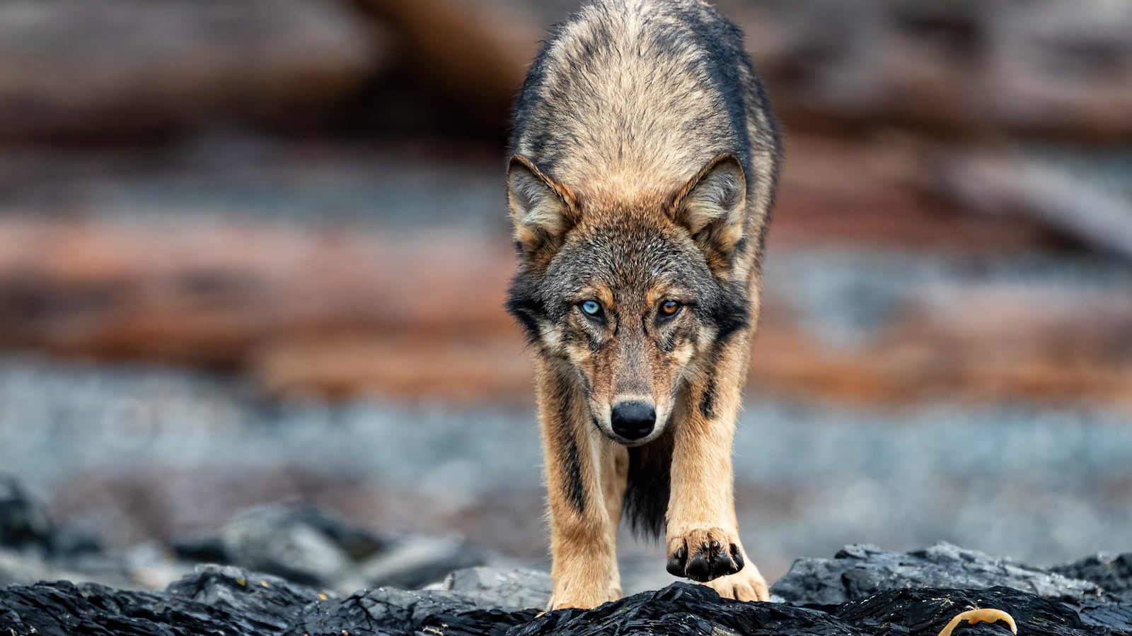 Sea Wolves Wolf warning issued for Tofino, B.C., area