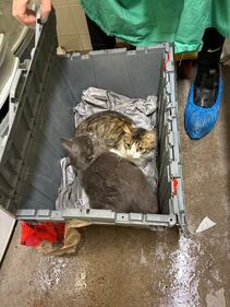 32 cats abandoned outside B.C. SPCA