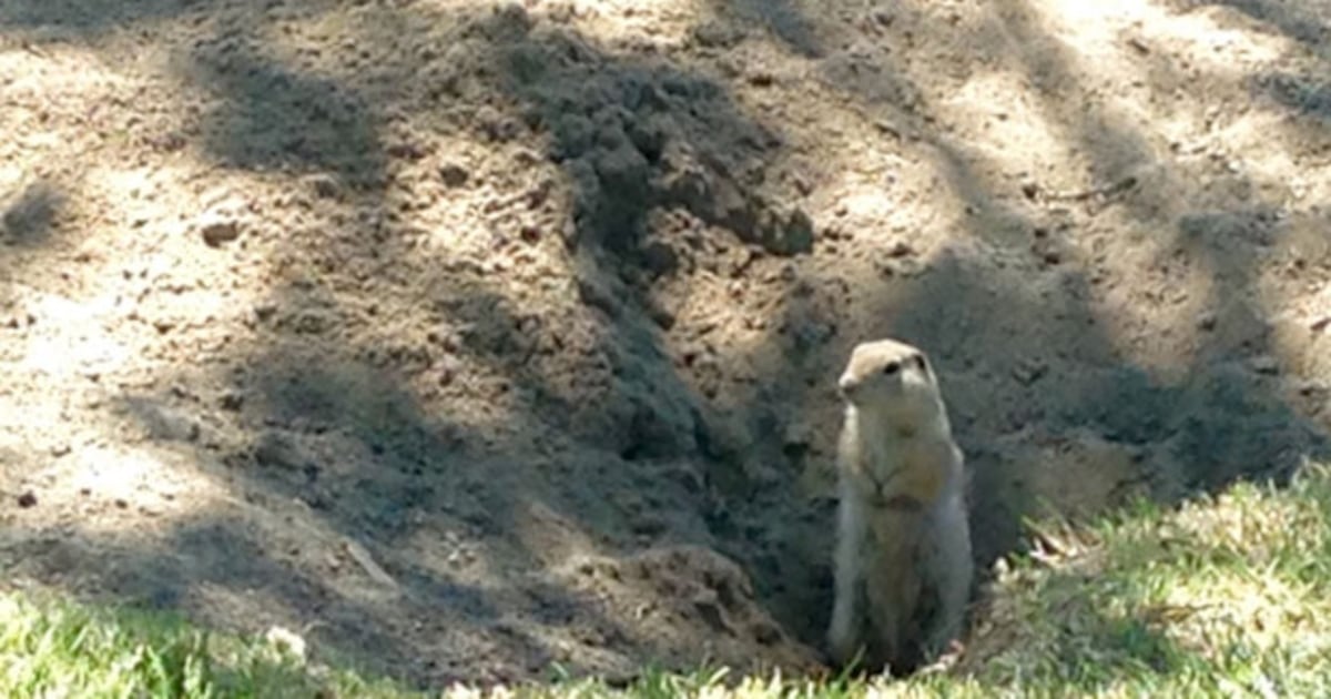 Squirrel Program Winnipeg to bring back ground squirrel control program