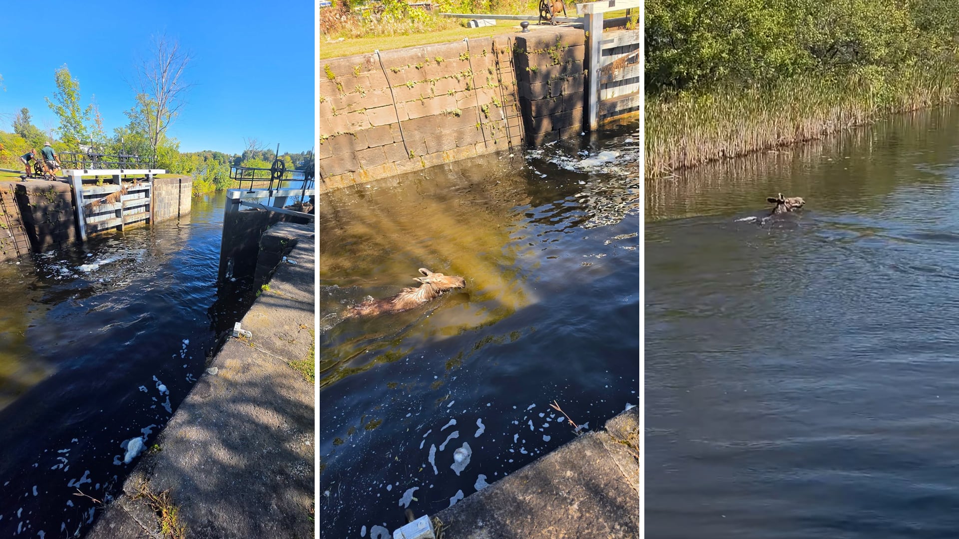 Moose rescued from Rideau Canal in Merrickville, Ont.