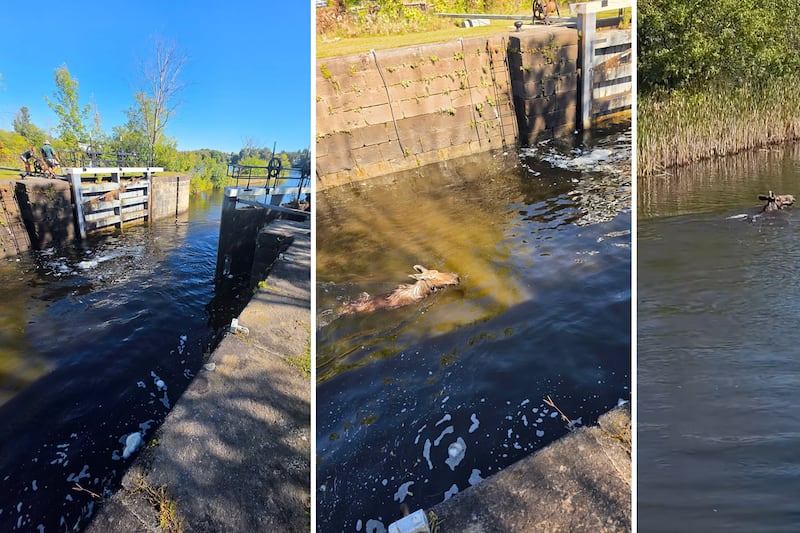 Moose rescued from Rideau Canal in Merrickville, Ont.