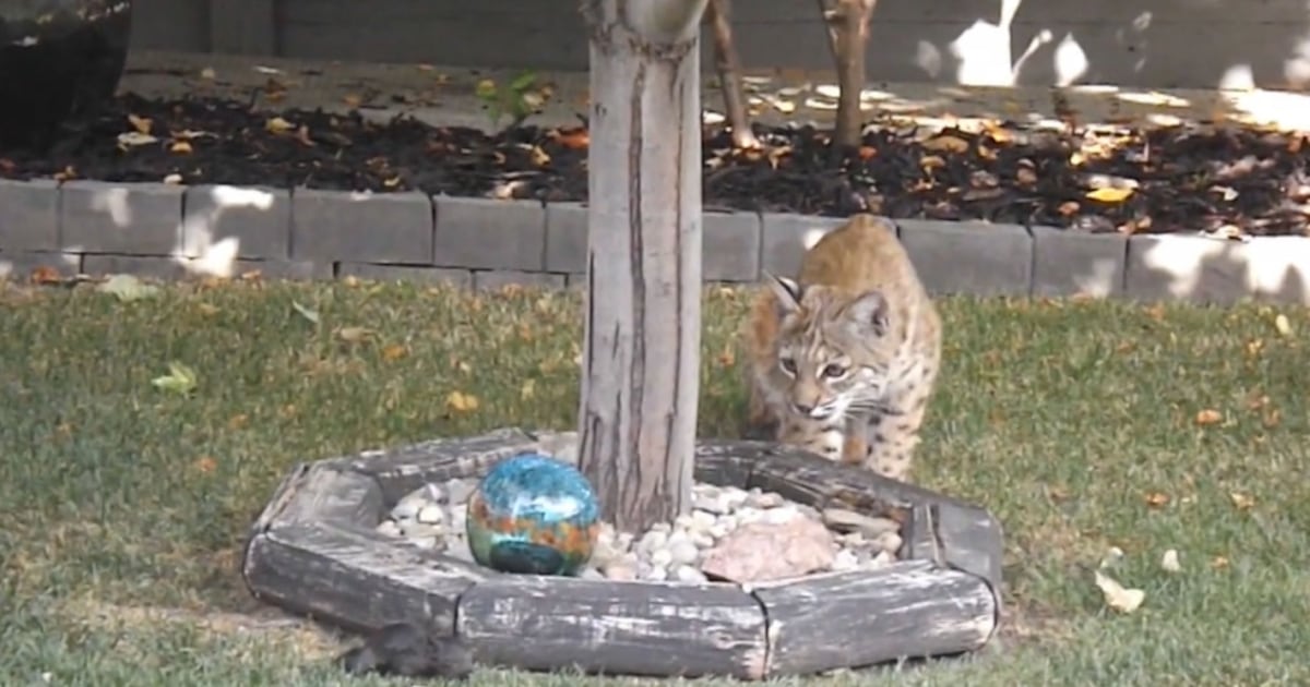 Bobcat In Calgary Calgary resident captures rare bobcat moment