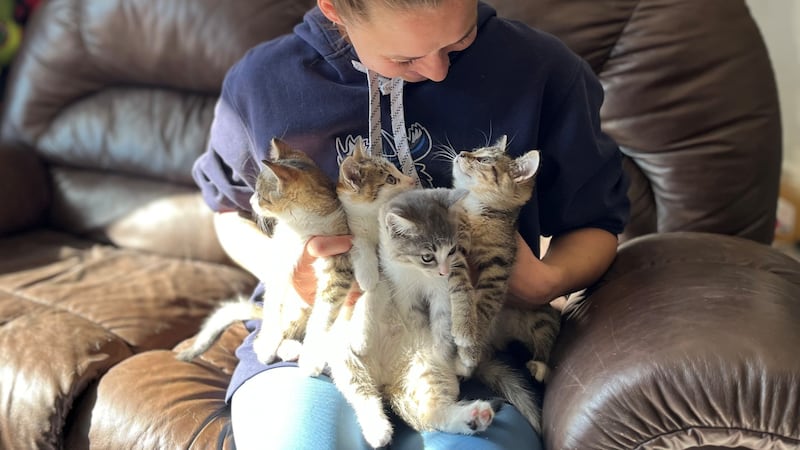 City warns Selkirk woman could be fined over trap-neuter-return effort for stray cats