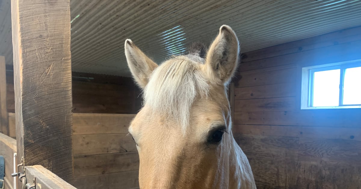 Hope Haven participants gallop their way to victory with four-legged friends