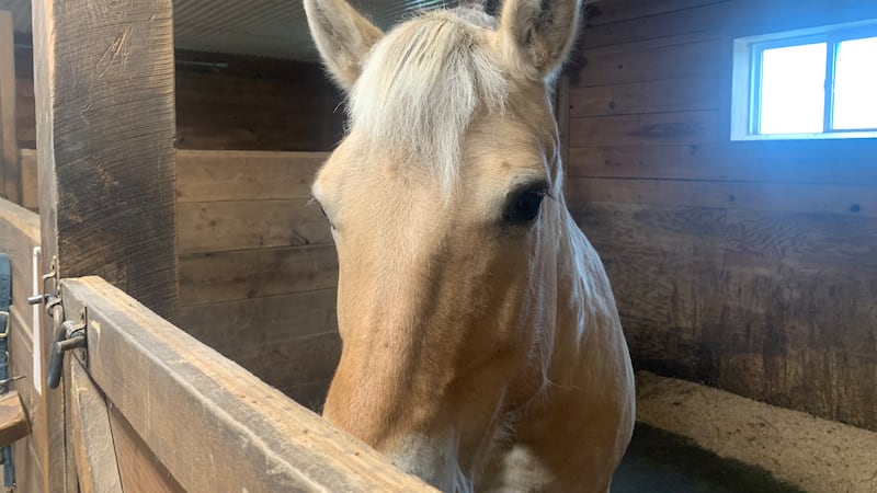 Hope Haven participants gallop their way to victory with four-legged friends