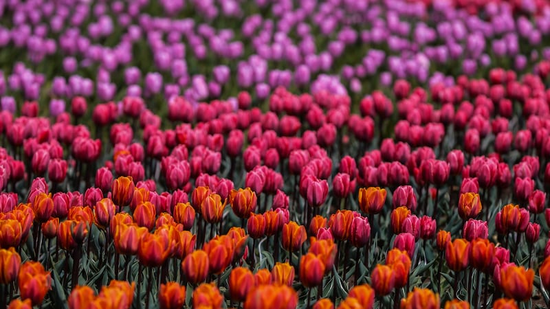 Blooms brighten Ottawa at the Canadian Tulip Festival