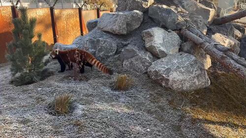 Red Panda at the Edmonton Valley Zoo Nov. 24, 2025. (Sasha Pietramala/CTV News Edmonton)