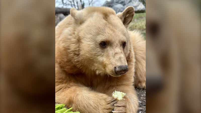 Beloved ‘blond’ Calgary bear leaving zoo in early June