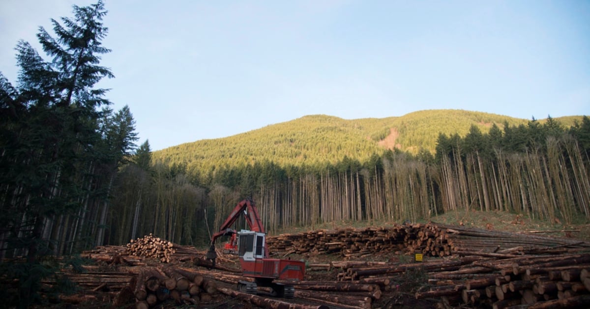 Clean Cut Logging UBC researchers say ending clear-cut logging could reduce flood risks