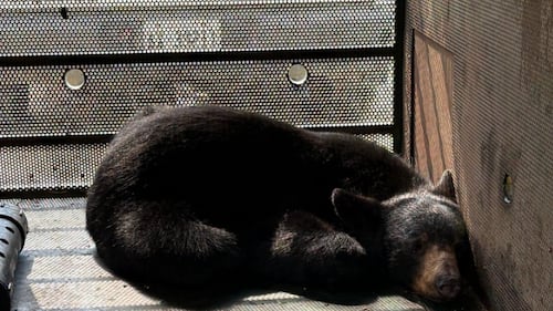 This young black bear has had a rough start, but her journey isn’t over yet