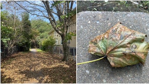 Trees are dropping their leaves earlier this year. Here’s why.