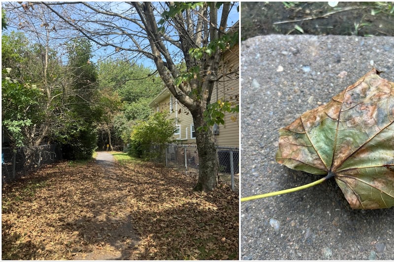 Trees are dropping their leaves earlier this year. Here’s why.