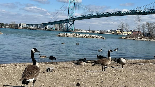 Windsor to relocate Canada geese as part of expanded management program