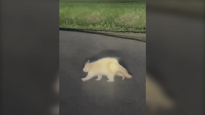 Rare albino porcupine spotted outside Fredericton