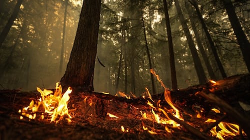 To find the root of Canada's wildfire emissions, look below the trees: study