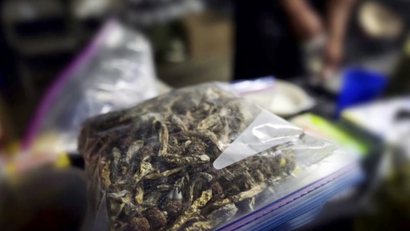 Crack down on magic mushrooms shops in Barrie