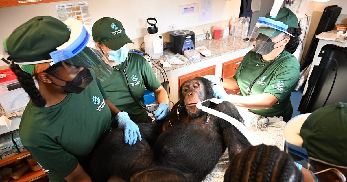Schimpansen für Impfstoffforschung in Liberia werden untersucht