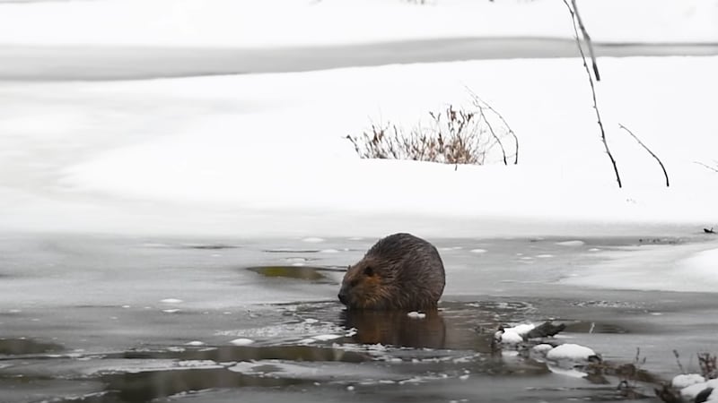 Mother Nature’s brutal winter forces opening delays for some Algonquin Park facilities