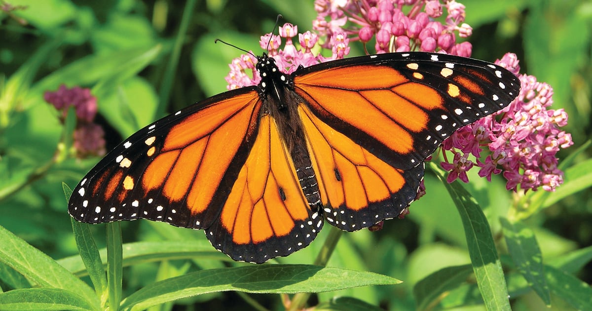 Monarch butterfly count begins: Here's how to take part