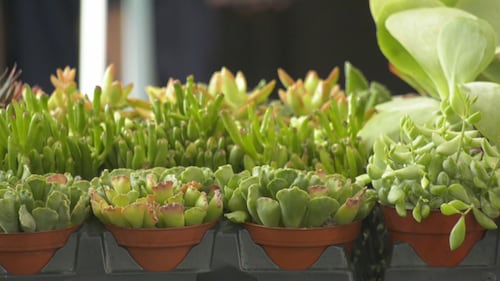 The Edmonton Home and Garden Show on Mar. 26, 2026. (Galen McDougall/CTV News Edmonton)