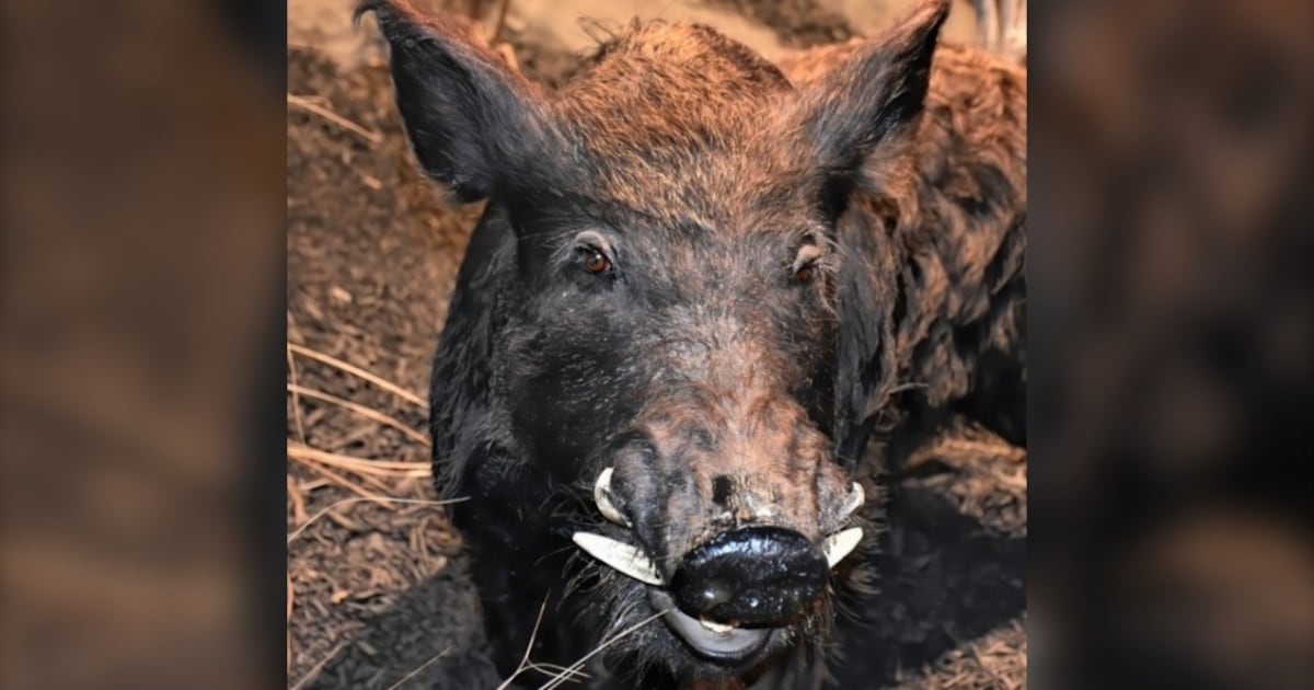 Exploding Pig Sab Exploding population of 'super pigs' in Canada threatens to invade ...
