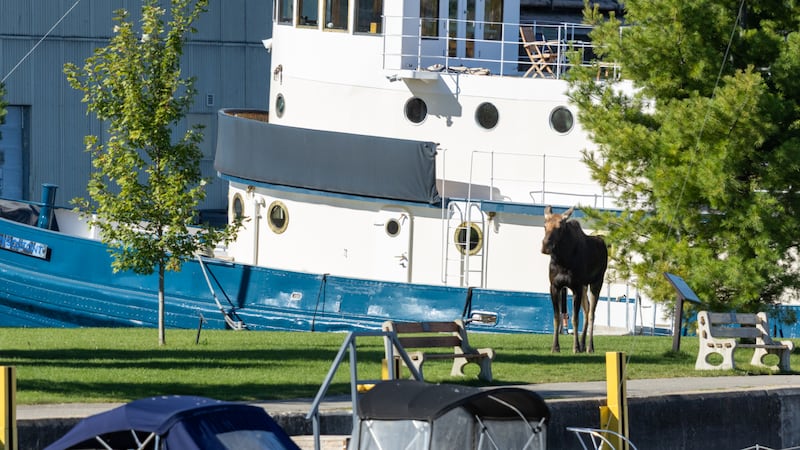 3 moose sightings in 1 week in Simcoe County? Here’s why